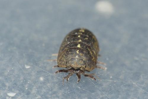 Armadillidium vulgare